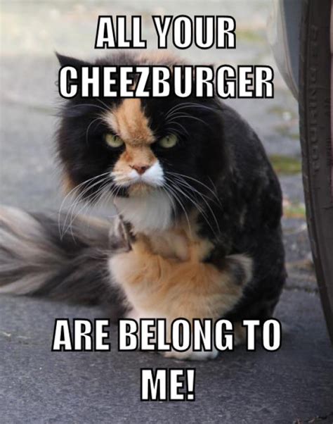 cheezburger meme|dank meme images.